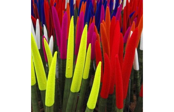 Sansevieria cylindrica mix v.9 h.30, velvet touchz | Megatek