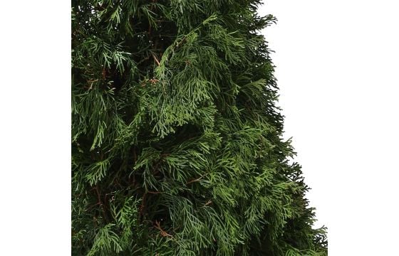 thuja occidentalis smaragd breite Thuja occidentalis 'Smaragd' Konifere (Lebensbaum) | 180-200 cm mit  Wurzelballen main image 1