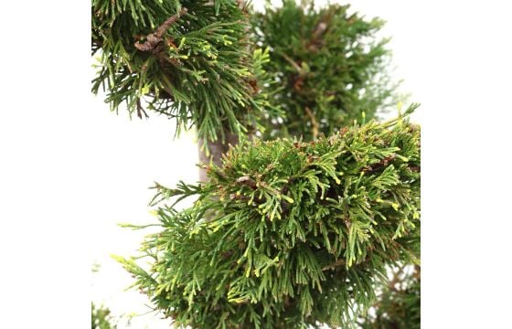 Cupressus goldcrest bonsai v.40 h.215 (gold river) | Megatek