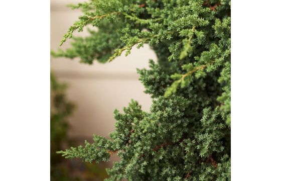 Cupressus goldcrest bonsai v.40 h.215 (gold river) | Megatek