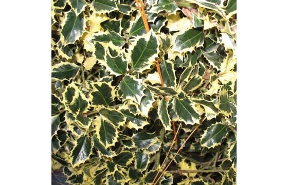 Quercus agrifolia, ilex variegata v.40 h.140-160, 12-14 cm p