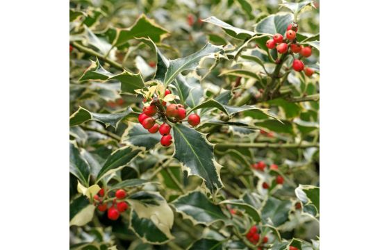 Quercus agrifolia, ilex variegata v.40 h.140-160, 12-14 cm p