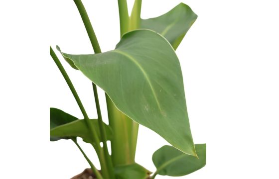 Strelitzia nicolai v.19 h.60-80 | Megatek
