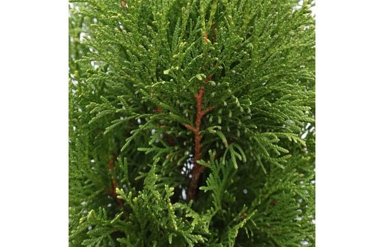 chinesischer wisteria Wisteria sinensis (Chinese Wisteria) 1 oz (~34 Seeds)