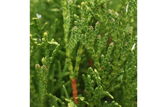 Thuja smaragd v.31 h.160-180 | Megatek
