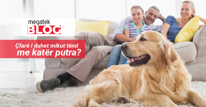Çfarë i duhet mikut tuaj me katër putra?