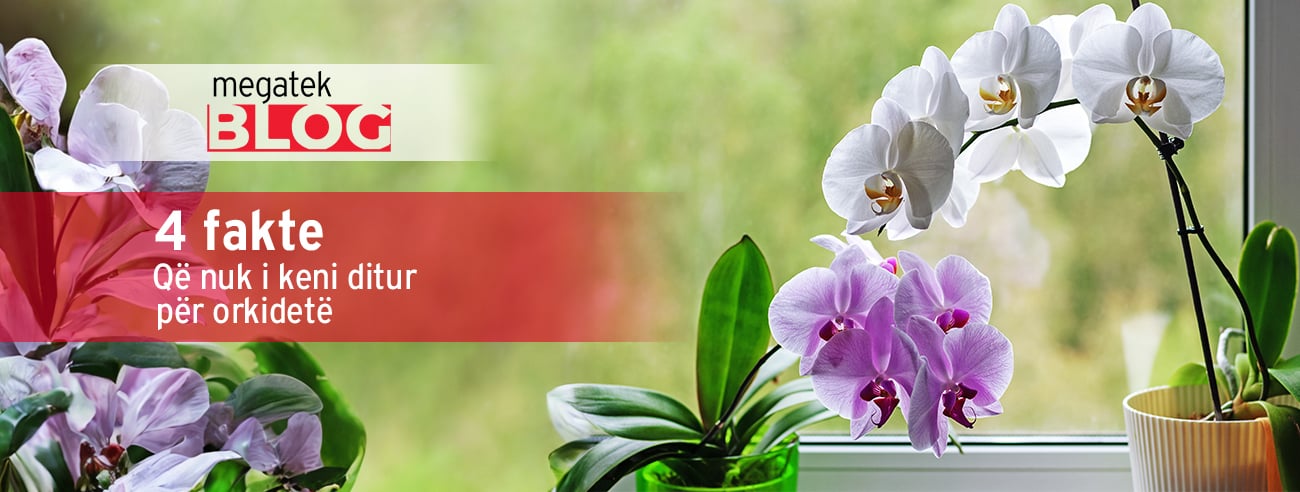  4 fakte që nuk i keni ditur për orkidetë