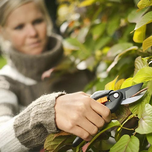 Gërshërë krasitje