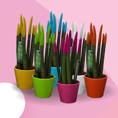 lule per ambjent te brendshem