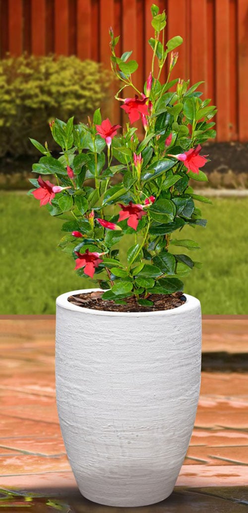 Lule dhe Bimë për ambiente të jashtme